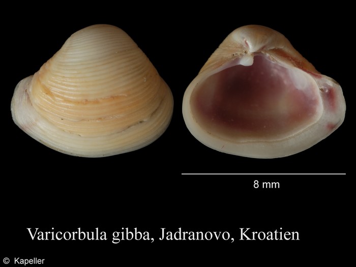 Varicorbula gibba
