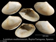 Lentidium mediterraneum