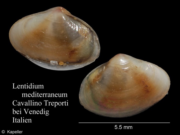 Lentidium mediterraneum