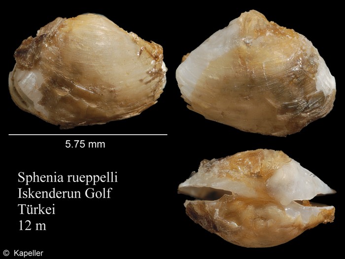 Sphenia rueppellii Sphenia rueppellii