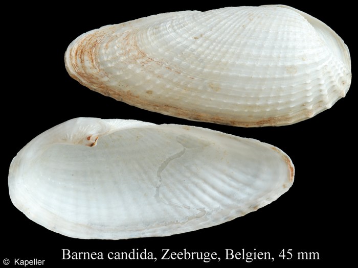 Barnea candida Barnea candida