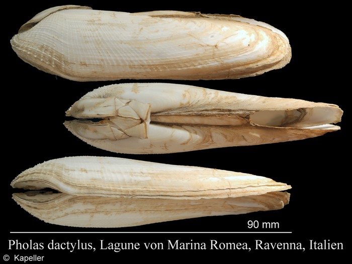Pholas dactylus Pholas dactylus