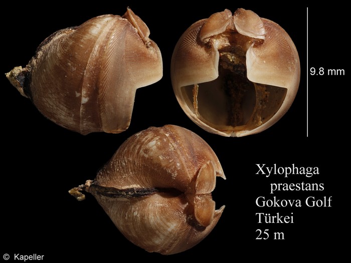 Xylophaga praestans