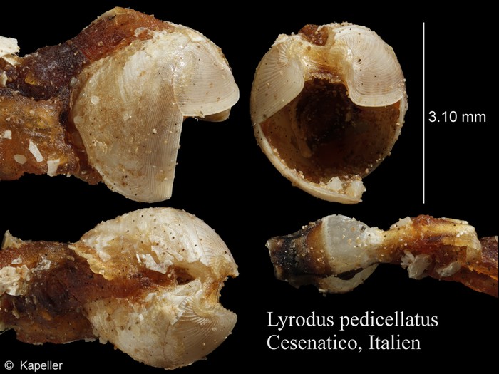 Lyrodus pedicellatus