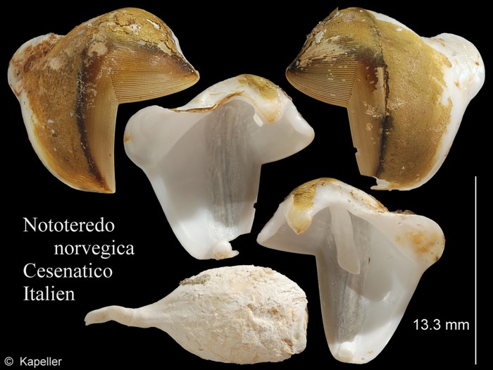 Nototeredo norvagica Nototeredo norvagica