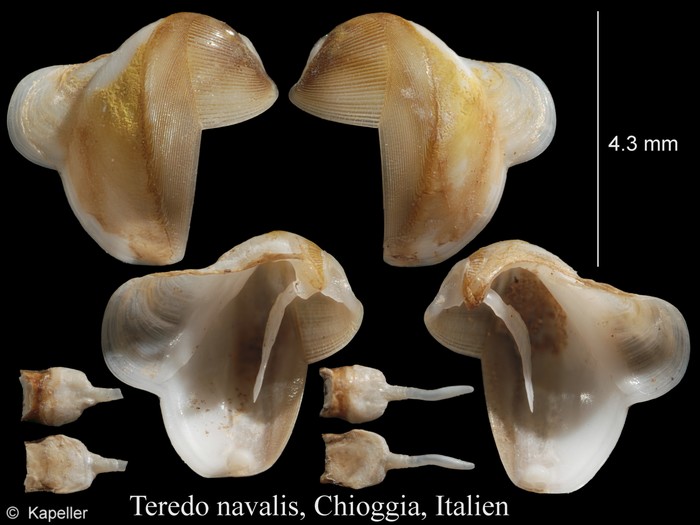 Teredo navalis