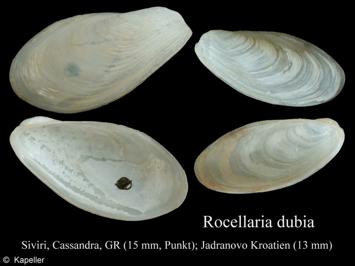 Rocellaria dubia Rocellaria dubia