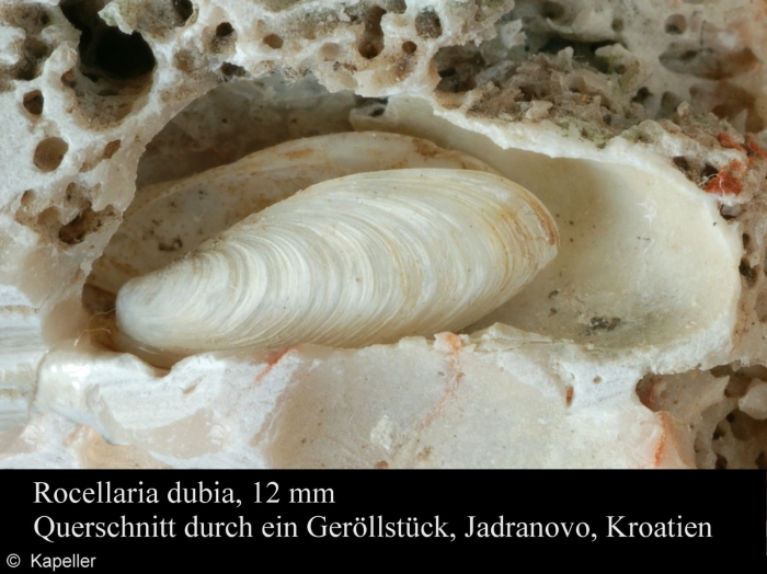 Rocellaria dubia Rocellaria dubia
