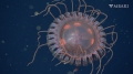 Scyphozoa (jelly fish)