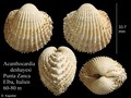 Mollusca (molluscs)