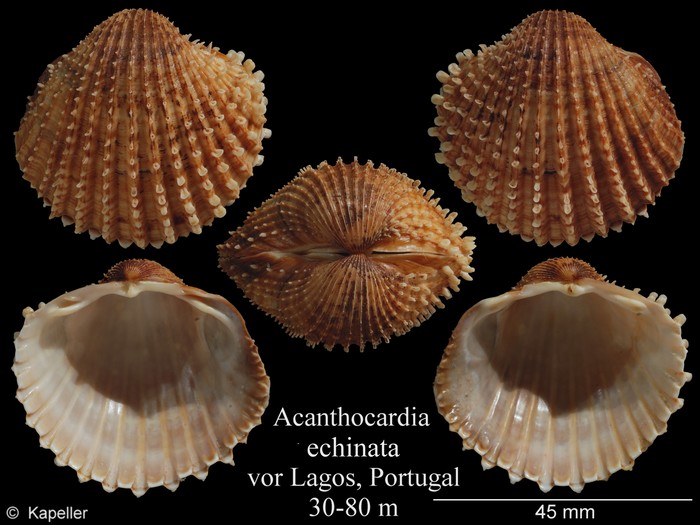 Acanthocardia echinata