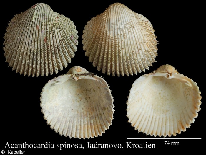 Acanthocardia spinosa