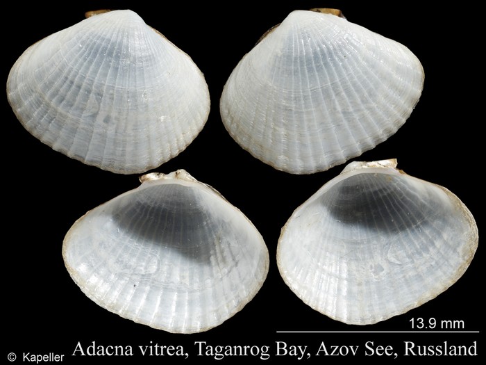 Adacna vitrea Adacna vitrea
