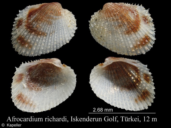 Afrocardium richardi Afrocardium richardi