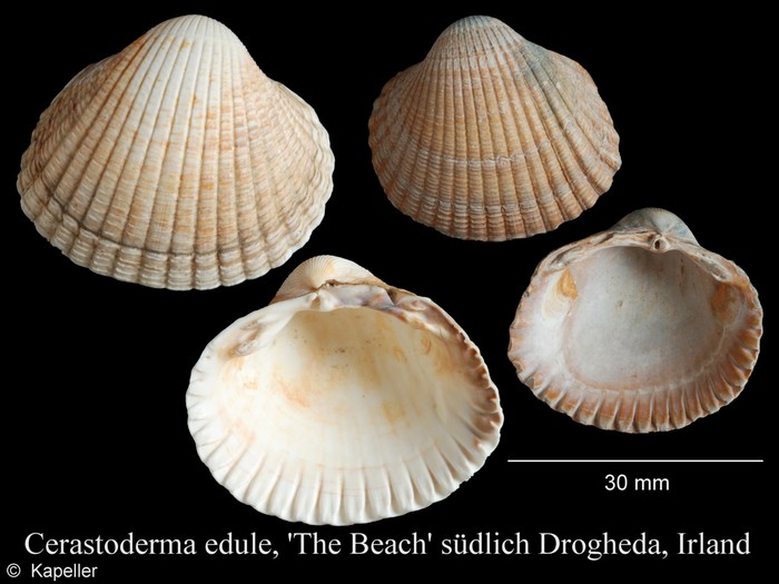 Cerastoderma edule