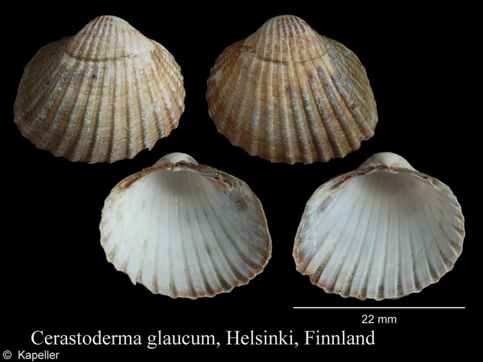 Cerastoderma glaucum Cerastoderma glaucum