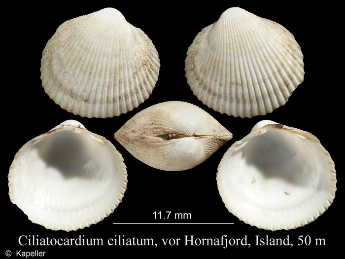 Ciliatocardium ciliatum Ciliatocardium ciliatum