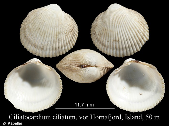 Ciliatocardium ciliatum