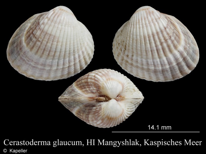 Cerastoderma glaucum Cerastoderma glaucum