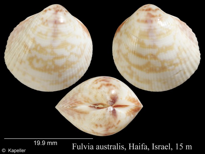 Fulvia australis Fulvia australis