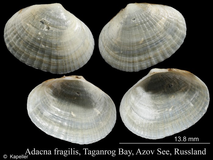 Adacna fragilis Adacna fragilis