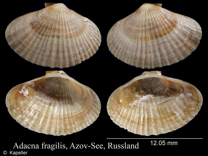 Adacna fragilis Adacna fragilis