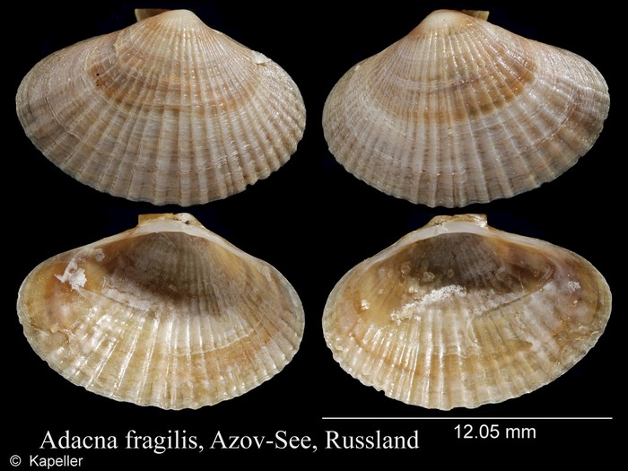 Adacna fragilis