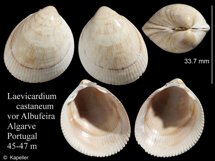 Laevicardium castaneum Laevicardium castaneum