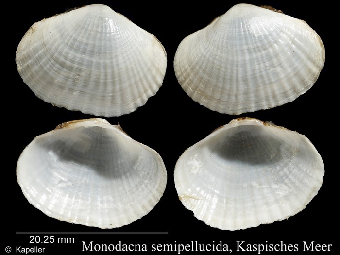 Monodacna semipellucida Monodacna semipellucida
