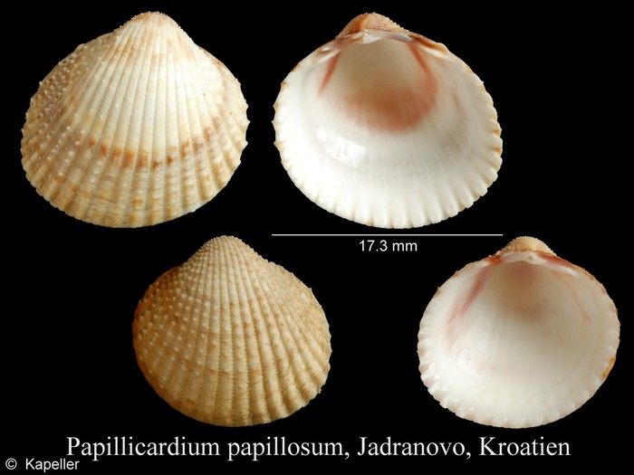 Papillicardium papillosum Papillicardium papillosum