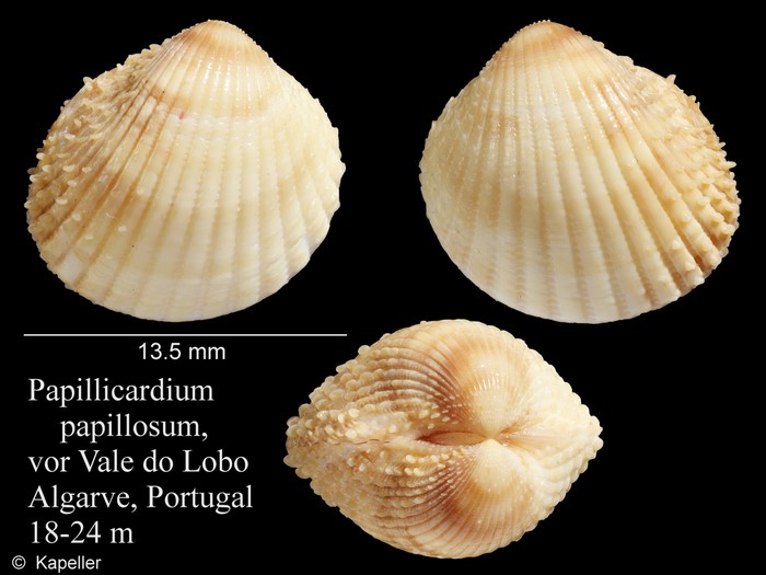Papillicardium papillosum Papillicardium papillosum