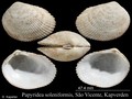 Mollusca (molluscs)