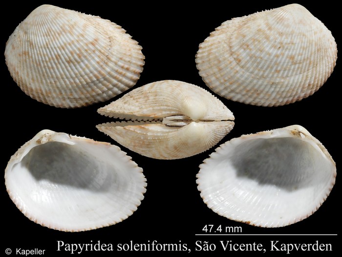 Papyridea soleniformis