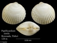 Papillicardium simile