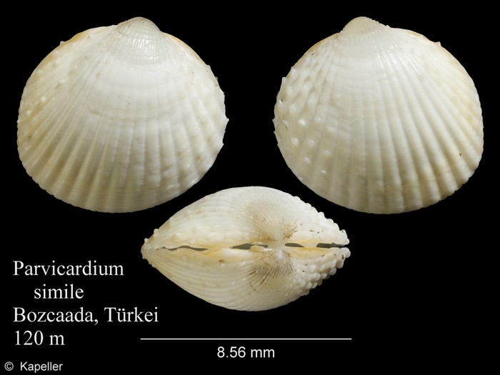 Parvicardium simile