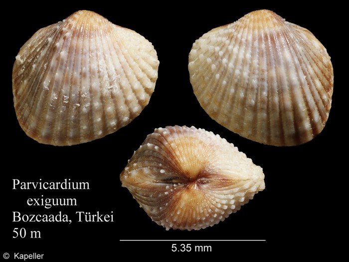 Parvicardium exiguum