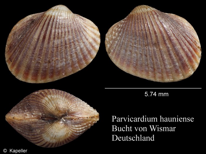 Parvicardium hauniense Parvicardium hauniense