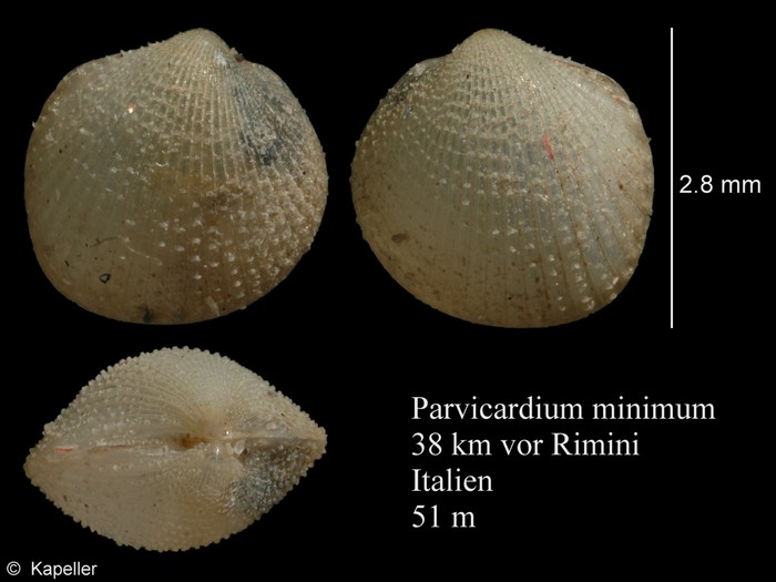 Papillicardium minimum