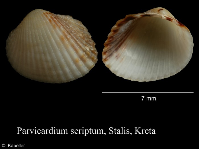 Parvicardium scriptum