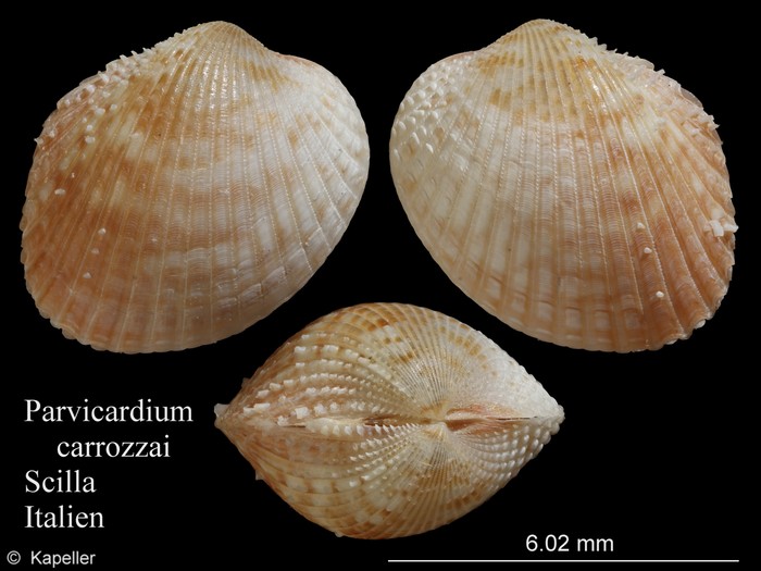Parvicardium carrozzai Parvicardium carrozzai
