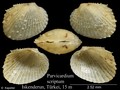 Mollusca (molluscs)