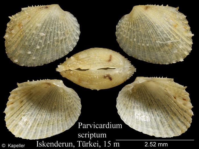 Parvicardium scriptum