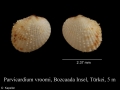 Mollusca (molluscs)