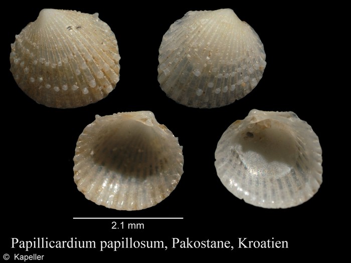 Papillicardium papillosum Papillicardium papillosum