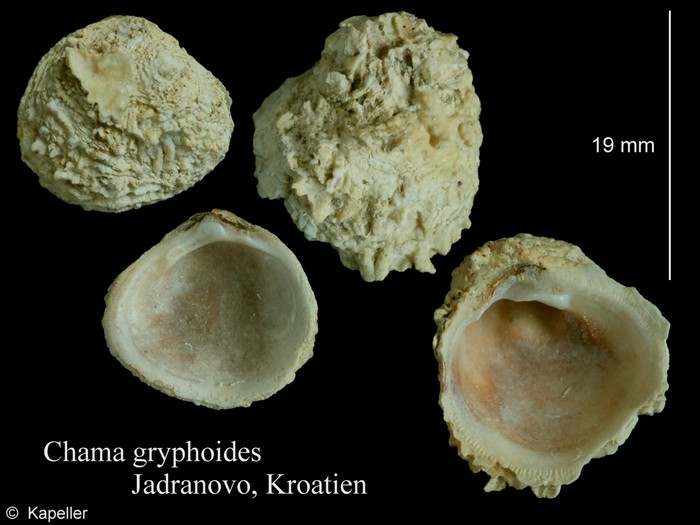 Chama gryphoides Chama gryphoides