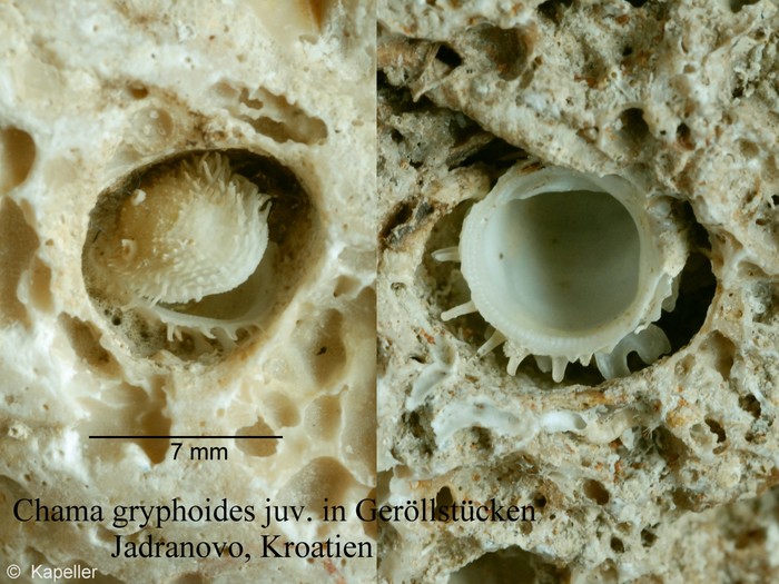 Chama gryphoides Chama gryphoides
