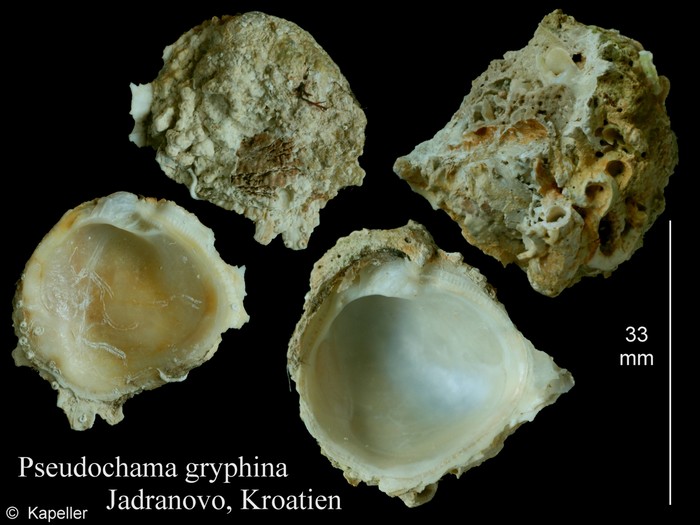 Pseudochama gryphina Pseudochama gryphina