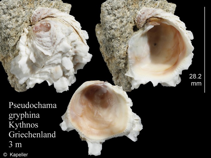 Pseudochama gryphina Pseudochama gryphina