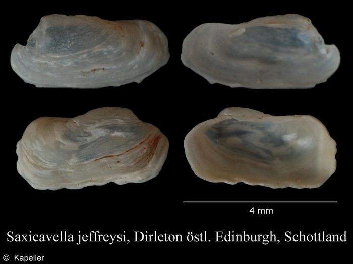 Saxicavella jeffreysi