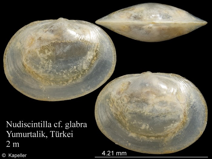 Nudiscintilla glabra